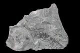 Pennsylvanian Fossil Horsetail (Asterophyllites) Plate - Kentucky #160244-1
